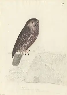 Ninox novaseelandiae, morepork