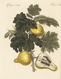Carl Bertuch Prints: Nipplefruit, Solanum mammosum