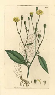 Communis Prints: Nipplewort, Lapsana communis