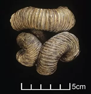 Ammonoidea Gallery: Nipponites mirabilis, ammonite