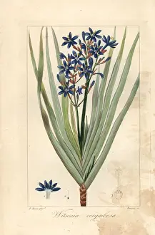 Pancracebessa Prints: Nivenia corymbosa, native to South Africa