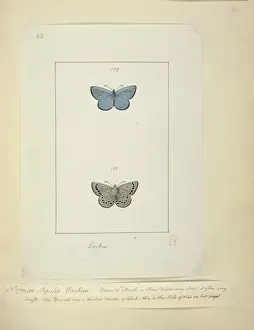 Swallow Tailed Butterfly Prints: No. 179 & 180 Palilio Erebus