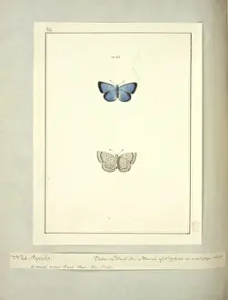 No. 44 Papilio, Vol. 6 plate 62, Abbot J
