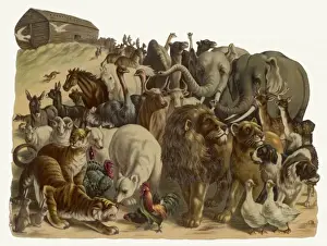 NOAHs ARK