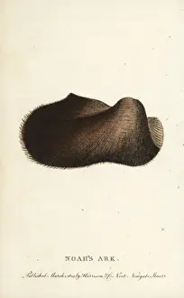 Noahs ark shell, Arca noae