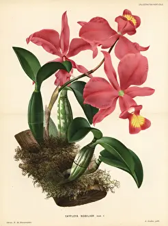 Pannemaeker Prints: More noble cattleya orchid, Cattleya nobilior
