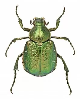 Scarab Gallery: Noble Chafer