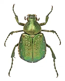 Endangered Prints: Noble Chafer