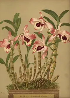 Noble dendrobium orchid, Dendrobium nobile