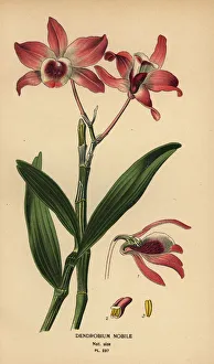 Noble dendrobium orchid, Dendrobium nobile