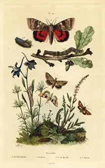 Noctua Prints: Noctua butterflies