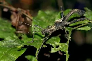 Spine Gallery: Nocturnal spine-covered Stick Insect (appears to