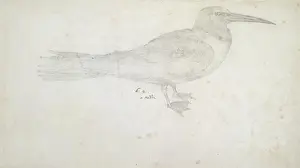 Thomas Malie Prints: A Nodde