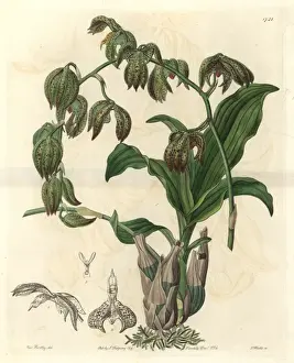 Nodding catasetum orchid, Catasetum cernuum