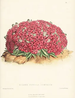 Reeve Prints: Nodding catchfly, Silene pendula