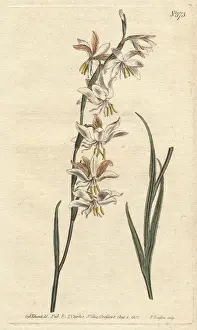 Nodding Prints: Nodding-flowered ixia with white, orange