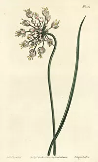 Allium Gallery: Nodding onion, Allium cernuum