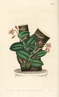 Cattleya Prints: Nodding sophonitis orchid, Cattleya cernua