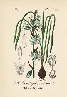 Lily Gallery: Nodding Star of Bethlehem, Ornithogalum nutans