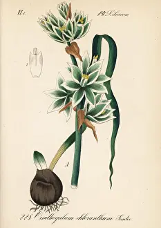 Nodding Star of Bethlehem, Ornithogalum nutans