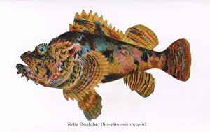 Multi Prints: Nohu Omakah, Fishes of Hawaii