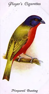 Nonpareil Bunting