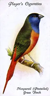 Nonpareil (Pintailed) Grass Finch