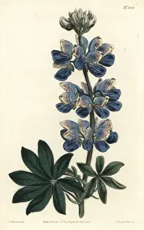 Nootka-Sound lupin, Lupinus nootkatensis