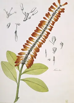 Poker Prints: Norantea guianensis, red hot poker
