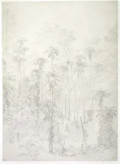 Melanesia Prints: Norfolk Island drawing 2