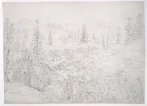 Forest Prints: Norfolk Island drawing 4
