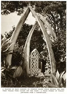 Images Dated 12th April 2019: Norfolk Island garden with whale bones, 1939