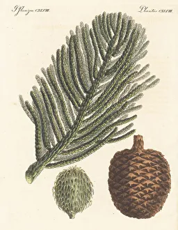 Carl Bertuch Prints: Norfolk Island pine, Araucaria heterophylla