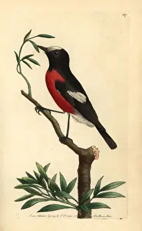Petroica Prints: Norfolk Island robin, Pacific robin, Petroica multicolor
