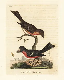 Flycatcher Prints: Norfolk Pacific robin, Petroica multicolor multicolor