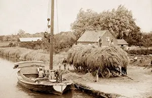 Reeds Prints: Norfolk Wherry Ethel loading reeds Victorian period