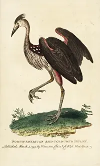 North American ash-coloured heron, Ardea fusca