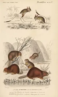 North American beaver, Castor canadensis