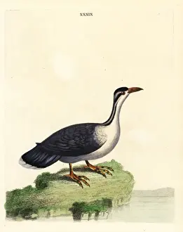 Surinamensis Prints: North American black tern, Chlidonias niger surinamensis