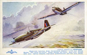 Images Dated 1st March 2019: North American Mustang