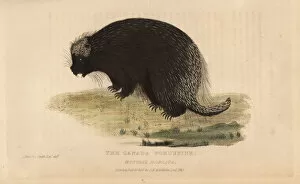 Griffith Collection: North American porcupine, Erethizon dorsatum