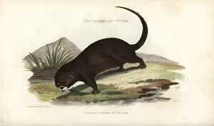 North American river otter, Lontra canadensis