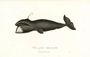 Critically Collection: North Atlantic right whale, Eubalaena glacialis