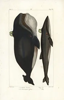 North Atlantic right whale and fin whale, endangered species North Atlantic right whale and fin whale, endangered species