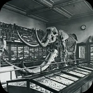 Mastodon Prints: North Geological Room - Mastodon (British Museum)
