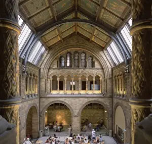 Indoor Prints: North Hall of the Natural History Museum, London