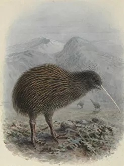 Apterygiformes Collection: North Island Brown Kiwi, Apteryx mantelli