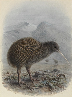 Apteryx Gallery: North Island Brown Kiwi, Apteryx mantelli