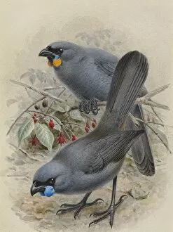A History Of The Birds Of New Zealand Gallery: North Island Kokako, Callaeas wilsoni
