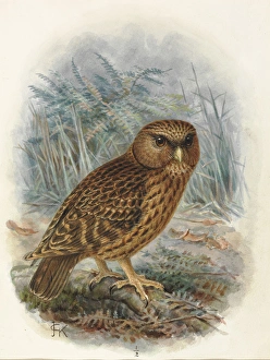 Images Dated 9th December 2011: North Island Laughing Owl Whekau